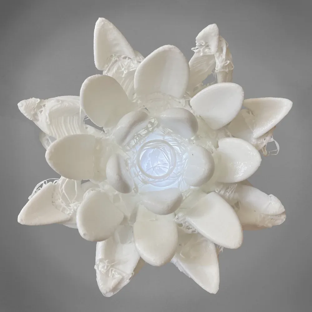lotus2d1(1)