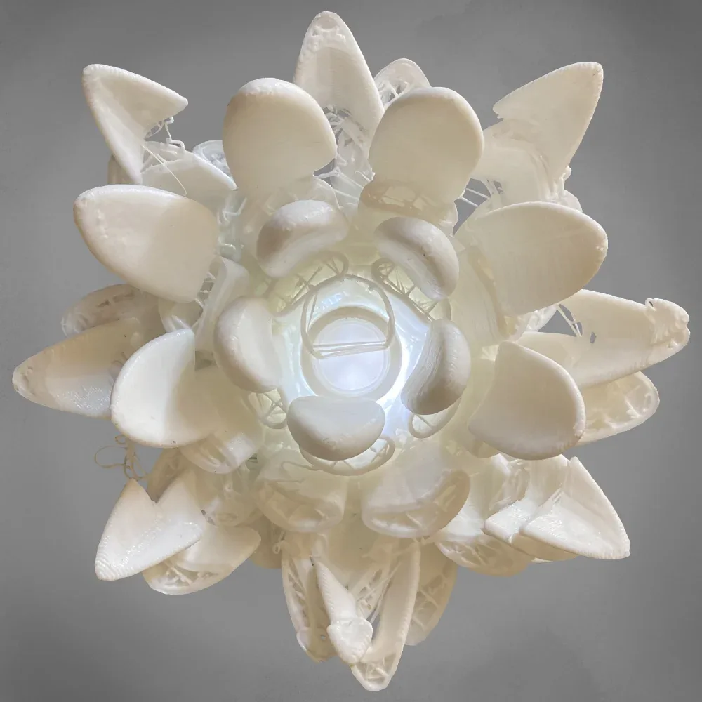 lotus2d2(1)