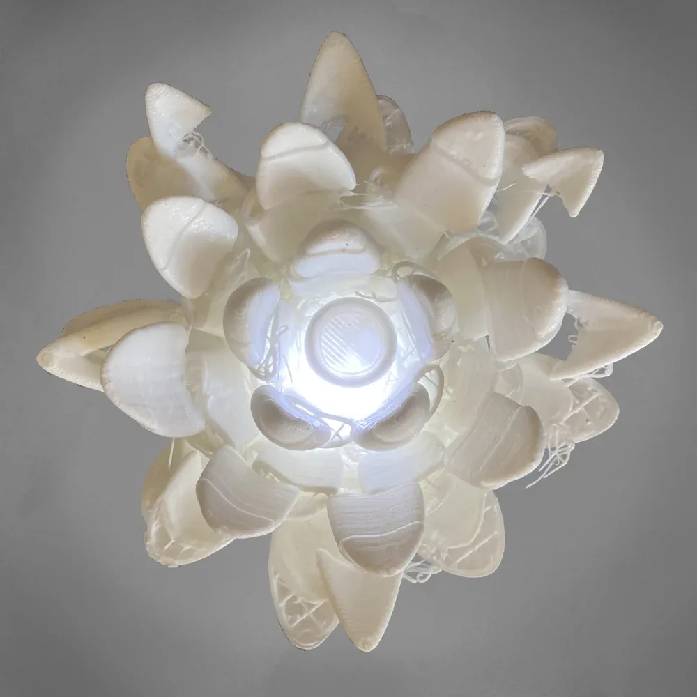 lotus2d3(1)