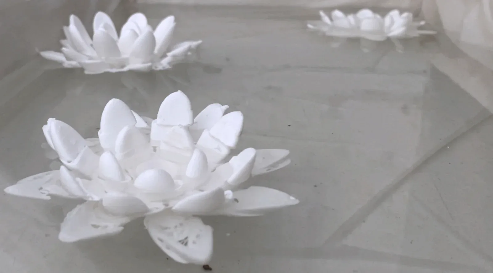 lotusfloats